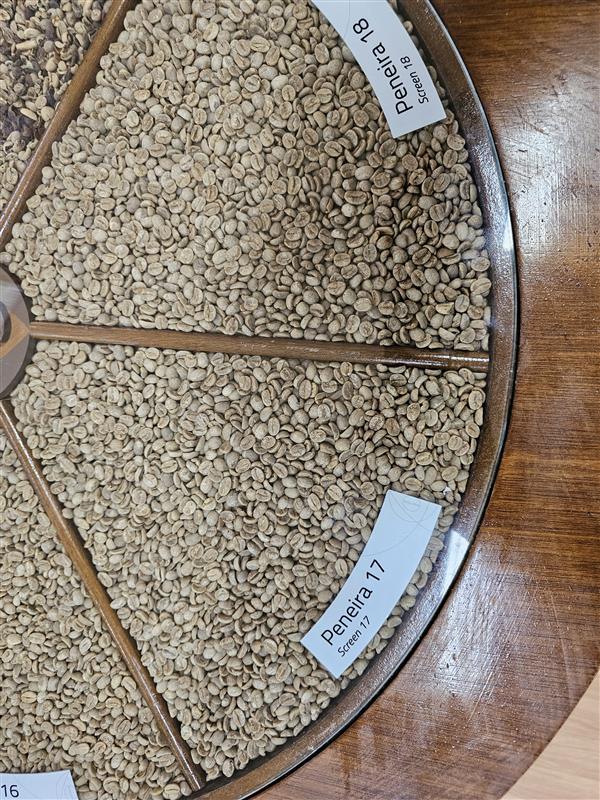 Coffee beans samples in metal trays with quality grading labels for specialty coffee evaluation