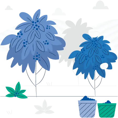 Image of coffee plants,